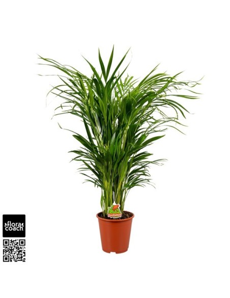 Areca Dypsis lutescens M19 palmera de interior elegante y tropical | Endanea Garden