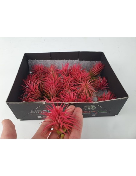 Tillandsia Lonantha Rubra Intens Red M7 Planta Aérea Roja Decorativa