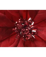 Poinsettia Roja con Clip Ø24xH27 cm | Flor Decorativa Navideña - Endanea Garden