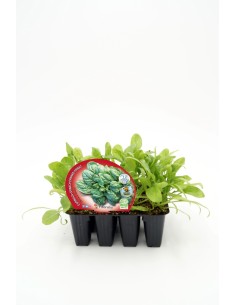 ESPINACA PACK 12 UD SPINACIA OLERACEA