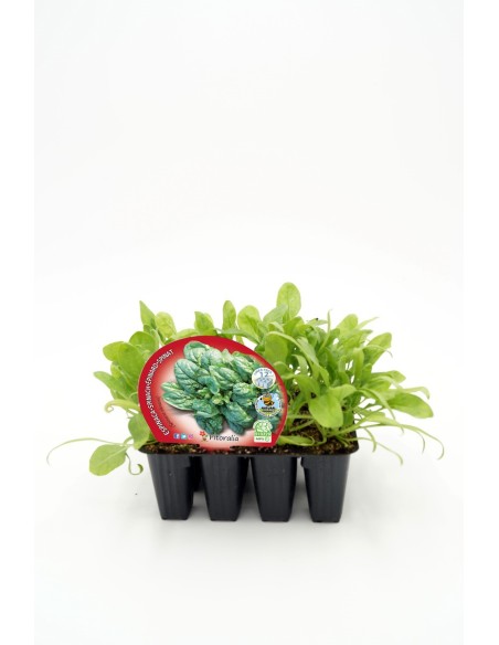 ESPINACA PACK 12 UD SPINACIA OLERACEA