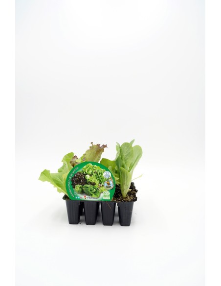 PACK LECHUGA MIX 12UD LACTUCA SATIVA