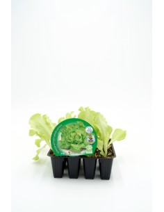 PACK LECHUGA TROCADERO 12UNDS