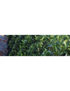 VIBURNUM LUCIDUM C-25 7.5L
