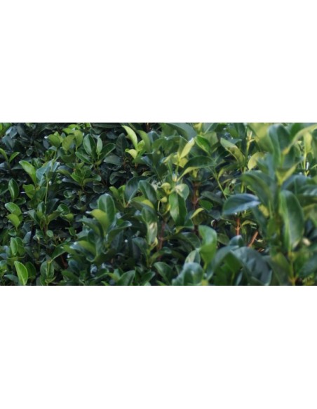 VIBURNUM TINUS EVE PRICE C25 7.5L