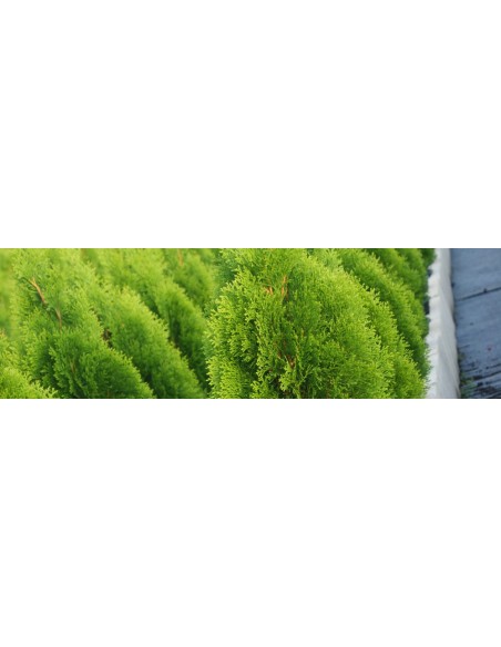 THUJA AUREA NANA C-25 7,5LT