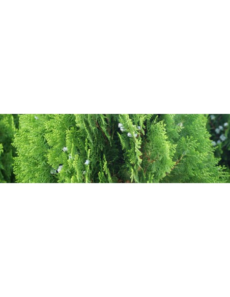 THUJA OCCIDENTALIS ESMERALDA C25 7.5L