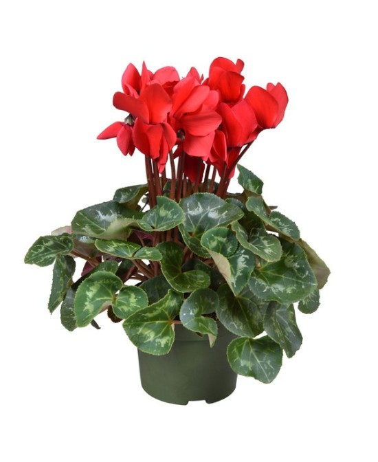 Cyclamen GR Halios F1 Scarlet M13 Rojo Planta Ornamental de Flores Rojas