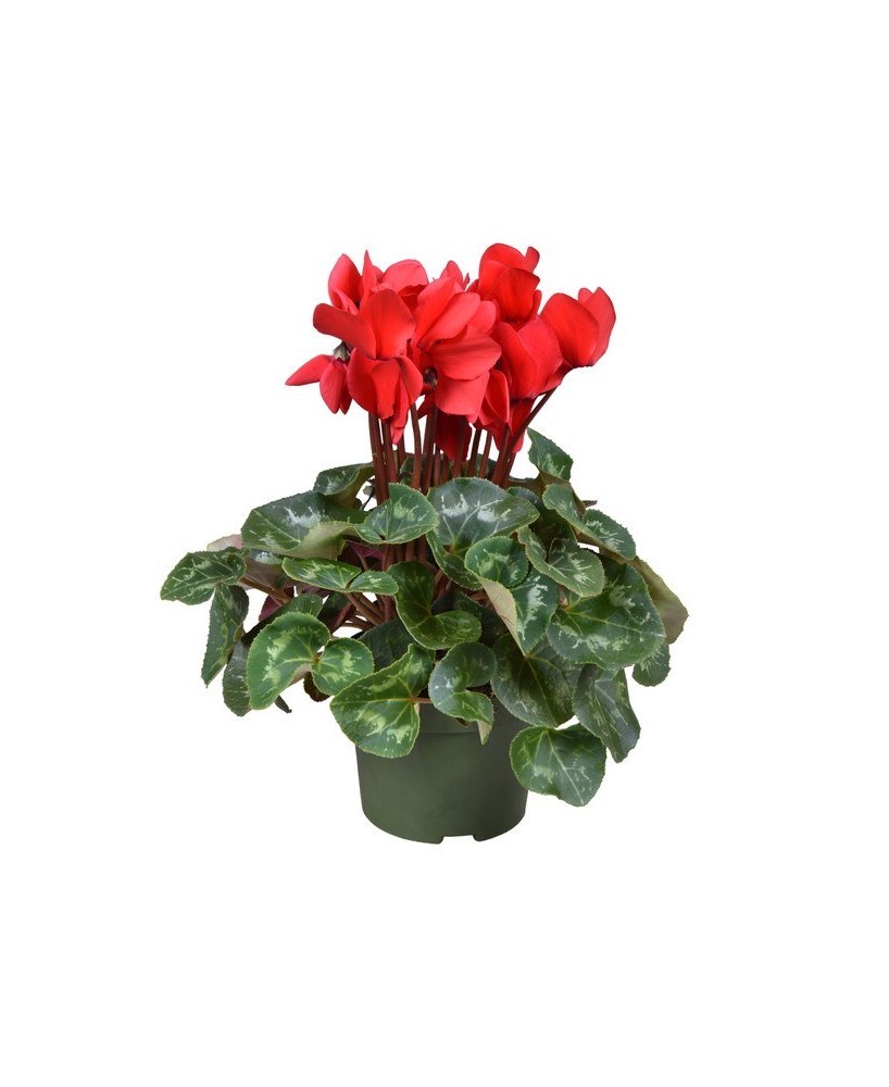 Cyclamen GR Halios F1 Scarlet M13 Rojo Planta Ornamental de Flores Rojas