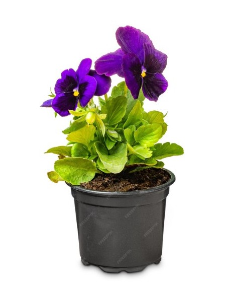 VIOLA M10.5 KM0