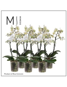 Phalaenopsis Multi 2T 22+ M12 Blanca - Orquídea de Interior con Doble Tallo Floral