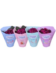 Saintpaulia M12 Rojo Violeta Africana Planta Interior Flores Rojas Fácil Cuidado