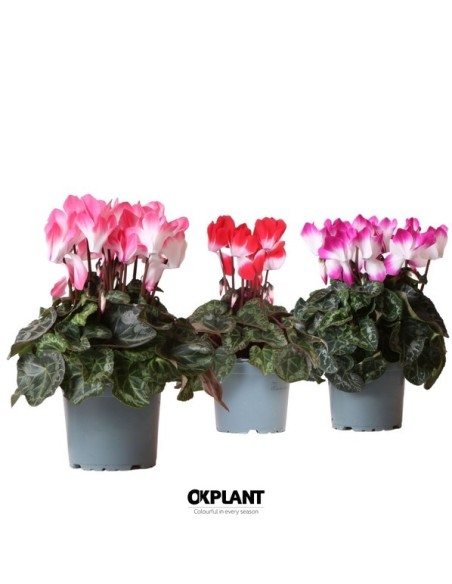 Cyclamen Indiaka Mix M12 | Planta de flor bicolor para otoño e invierno en Endanea Garden