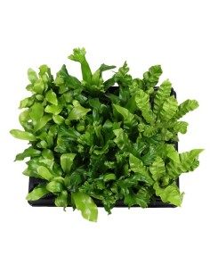 Asplenium Mix M6 Helechos Decorativos Compactos para Interiores y Espacios Protegidos