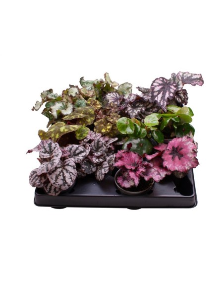 Begonia Rex Follage M6 planta ornamental compacta hojas coloridas y aterciopeladas