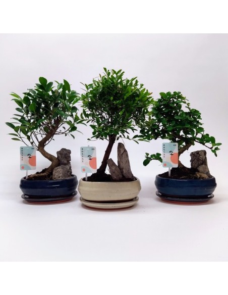 Bonsai Mix Indoor con Maceta Cerámica y Plato M20 - Decoración Zen para Interiores