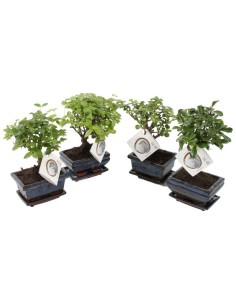 Bonsai Indoor Mix Ceramic + Saucer M12 Maceta Elegante para Interiores
