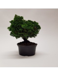 Bonsai Outdoor Chaecyparis Plastic Pot M14 planta resistente para exteriores maceta plástico