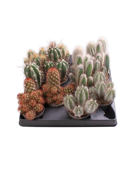 Cactus Micr Mix M6 Pequeños Cactus Decorativos en Maceta de 6 cm