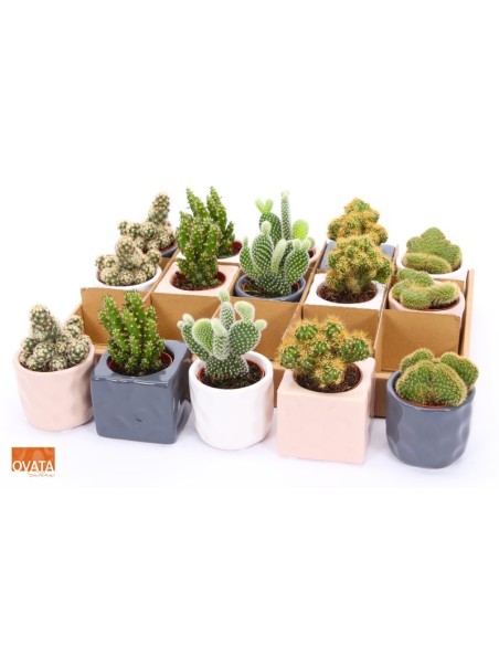 Cactus Mix in Davo Supure M7 Maceta Decorativa Plantas Resistentes y Fáciles de Cuidar