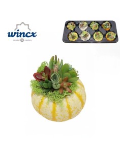 Compo in Pumpkin Mix M10 planta decorativa otoñal maceta 10 cm fácil cuidado