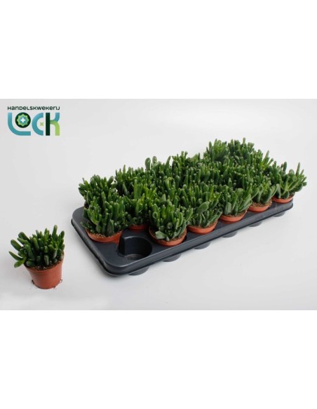 Crassula Ov Horm Tree M8.5 planta suculenta elegante y compacta para interiores y exteriores