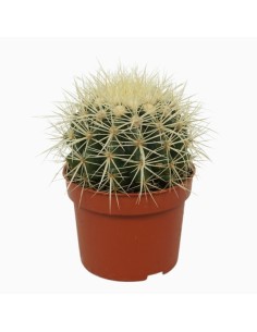 Echinocactus Grusonii M10.5  Cactus esférico decorativo de fácil cuidado | Endanea Garden