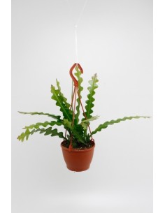 Epiphyllum Anguliger Hanging M12 | Planta colgante tropical ideal para interiores