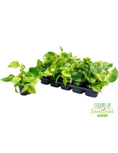 Epipremnum Marble Queen M12 | Planta de interior decorativa y fácil de cuidar