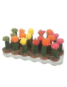 Gymnocalycium Mih M8.5 Cactus Compacto y Decorativo para Interiores y Exteriores