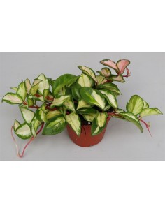 Hoya Carnosa Tricolor M12 planta trepadora con follaje bicolor para interiores
