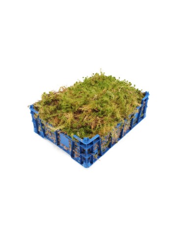 Moss Sphagnum 1.5kg Verde musgo natural para jardinería y decoración