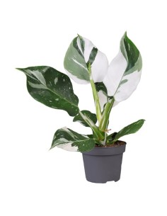 Philodendron White Wizard M12 planta de interior elegante y resistente