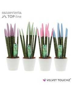 Sansevieria Cylindrica Spag Velvet Touch M8.5 maceta cerámica planta interior resistente fácil cuidado
