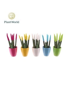 Sansevieria Cylindrica Spag Velvet Touch Easter Mix M6 planta interior moderna y resistente