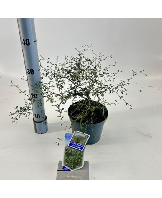 Sophora Pros Little Baby M17 árbol compacto y decorativo para jardín y terraza