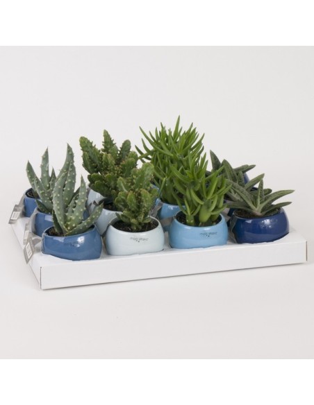 Succulents Magnetic Blue Mix M6 planta suculenta tonos azules verdes maceta 6 cm decoración interior exterior bajo mantenimient