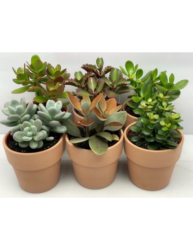 Succulents Mix in Terracotta M13 Planta Suculenta Decorativa en Maceta de Terracota