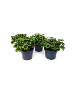Oxalis Deppei M13 Planta Ornamental Trébol de Cuatro Hojas para Interior y Exterior