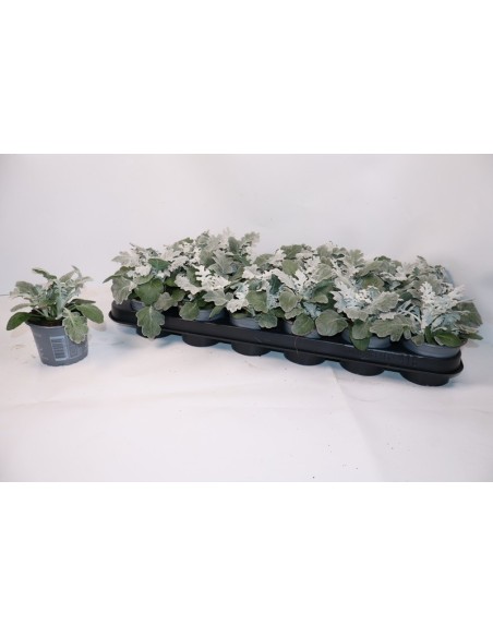 Senecio Maritima Silverdust M9 Planta Suculenta Gris Plata Maceta 9 cm