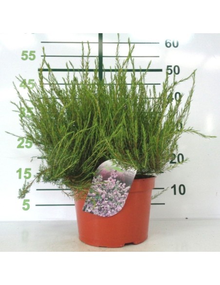 DIOSMA HIRSUTA "PINK FOUNTAIN" 7.5L