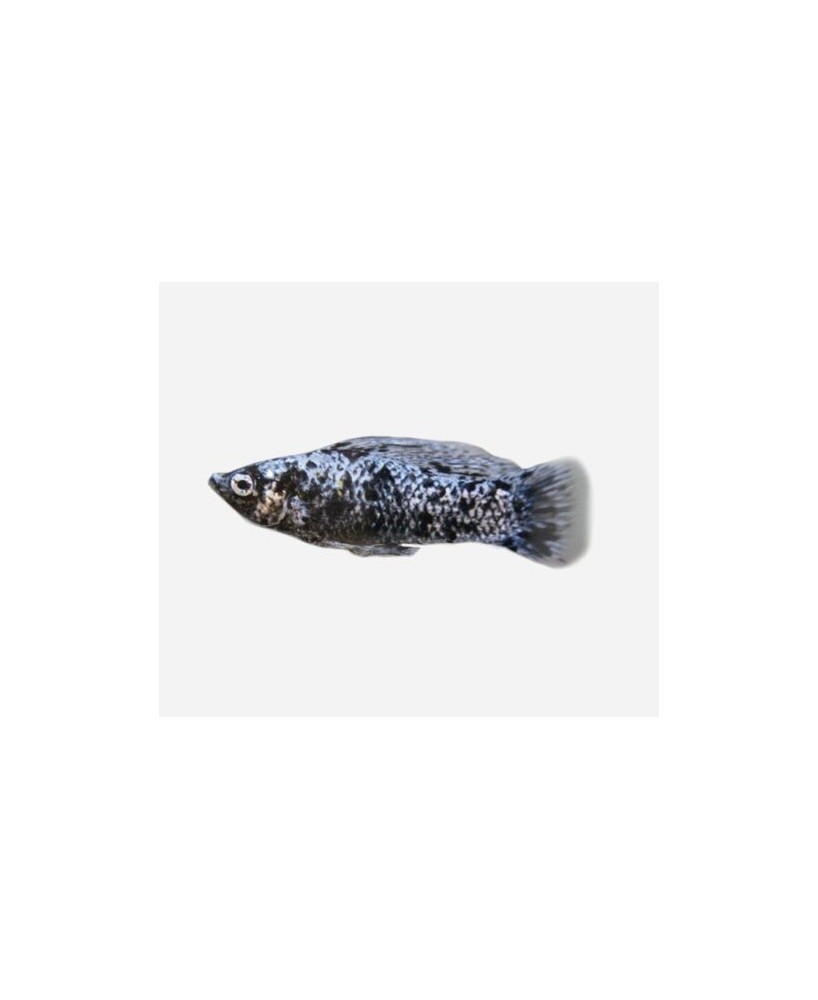 MOLLY LIRA MARMOL 4-5CM - POECILIA LATIPINNA
