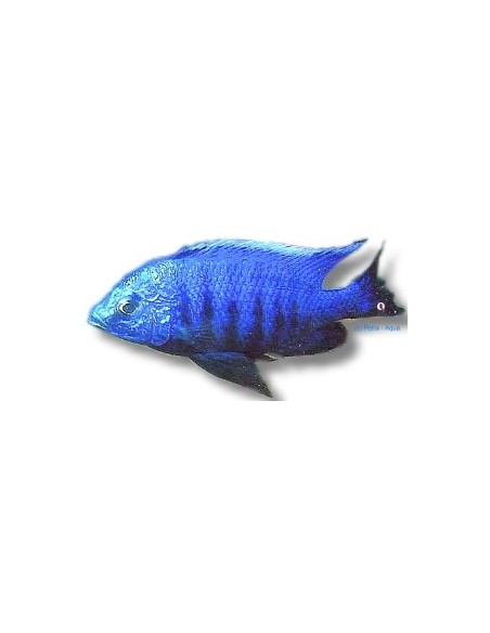 COPADICHROMIS AZUREUS 4-5CM