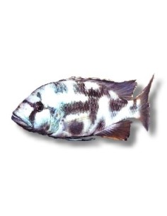 NIMBOCHROMIS LIVINGSTONII 4-5CM