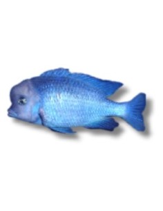 CYRTOCARA MOORII 4-5CM