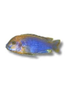 IODOTROPHEUS SPRENGERAE 3.5-4.5