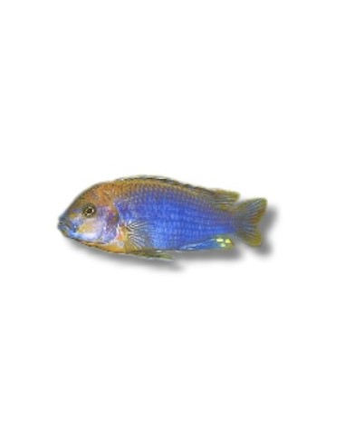 IODOTROPHEUS SPRENGERAE 3.5-4.5