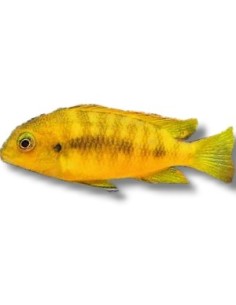 PSEUDOTROPHEUS TROPHEOPS 4-5CM