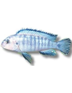 PSEUDOTROPHEUS SOCOLOFI 4-5CM