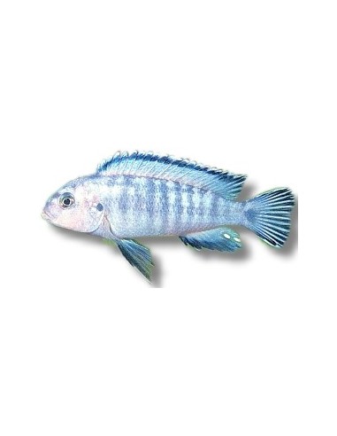 PSEUDOTROPHEUS SOCOLOFI 4-5CM